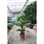 Alocasia Macrorrhiza
