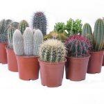 Cactus Canarias Mixed Medium