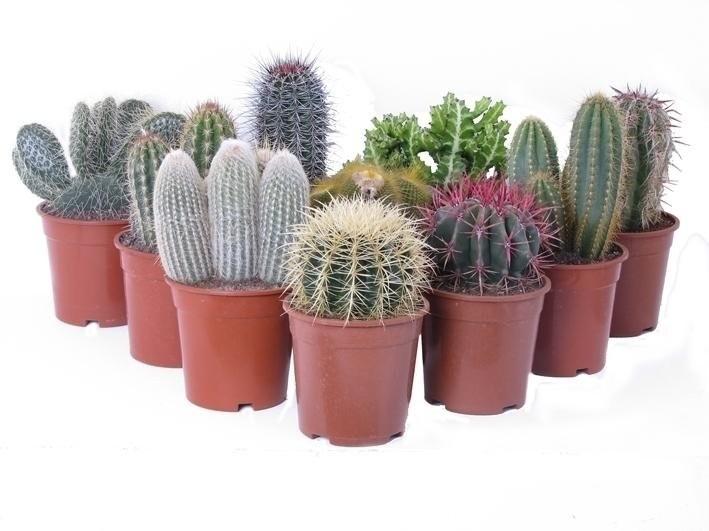 cactus ropes caps Cactus Ropes Hat  Frontier Trailers & Roping Supply