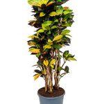Croton Iceton Branched
