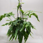 Epiphyllum Oxypetalum