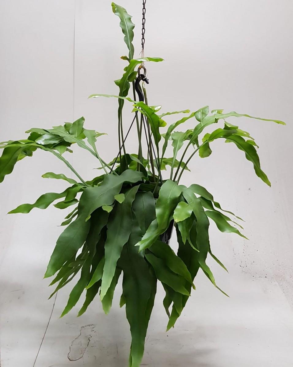 epiphyllum oxypetalum fruit