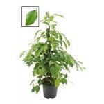 Ficus Exotica