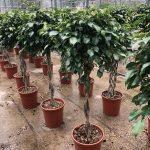 Ficus Exotica Braided