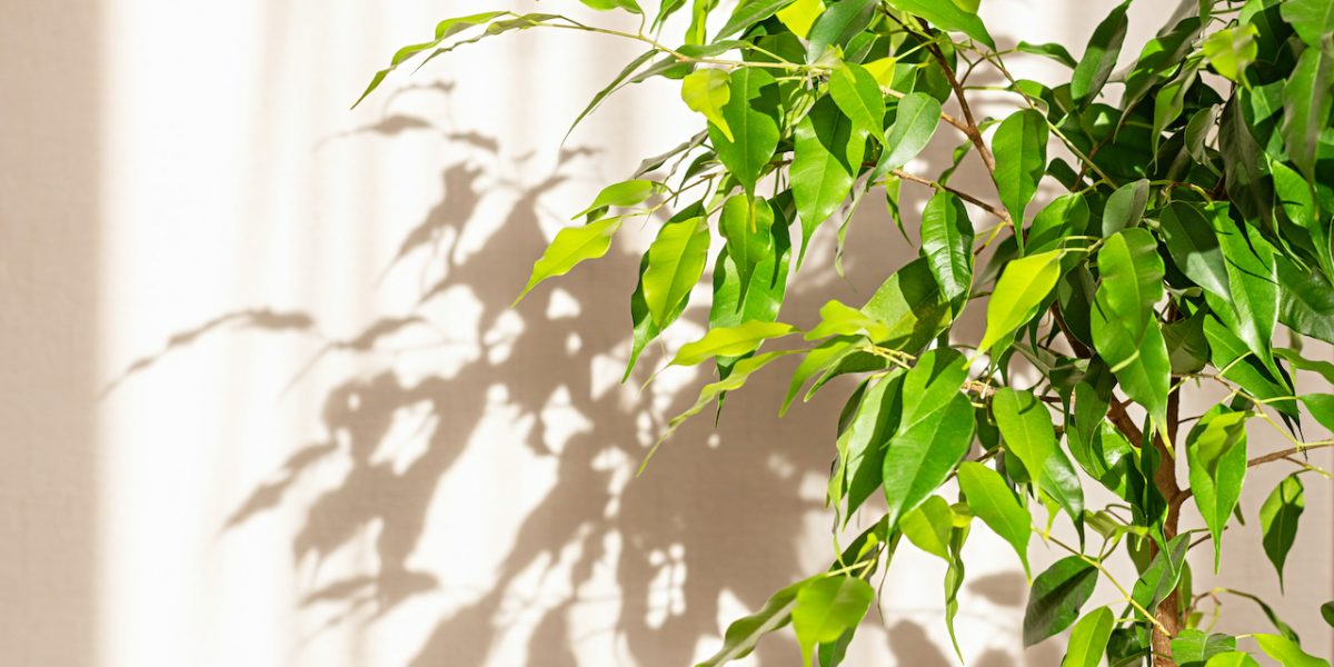 Ficus Benjamina on the background of a light wall in the sunlight. Home design, indoor flowers. Close up.