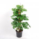 Monstera Monkey Mask Moss