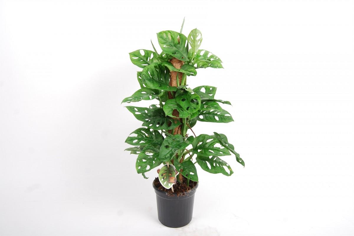 Monstera Monkey Mask Moss The Botanist