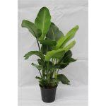 Strelitzia Nicolai