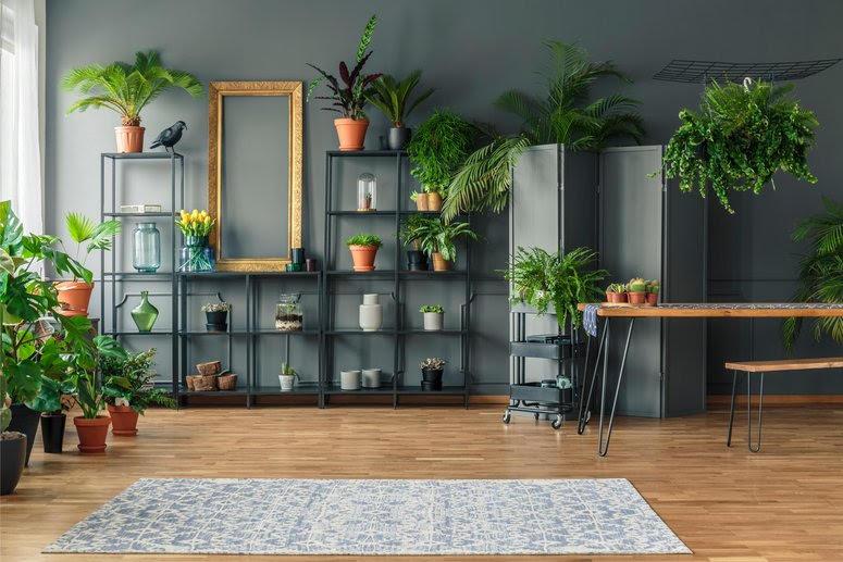 MFR7BY Tropical apartment interior with many plants, dark walls with molding, wooden table and bench