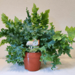 Phlebodium Aureum Davana